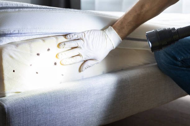 Best Affordable Pest Control Services  in Panguitch, UT
