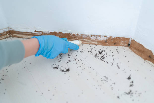 Best Local Pest Control Services  in Panguitch, UT